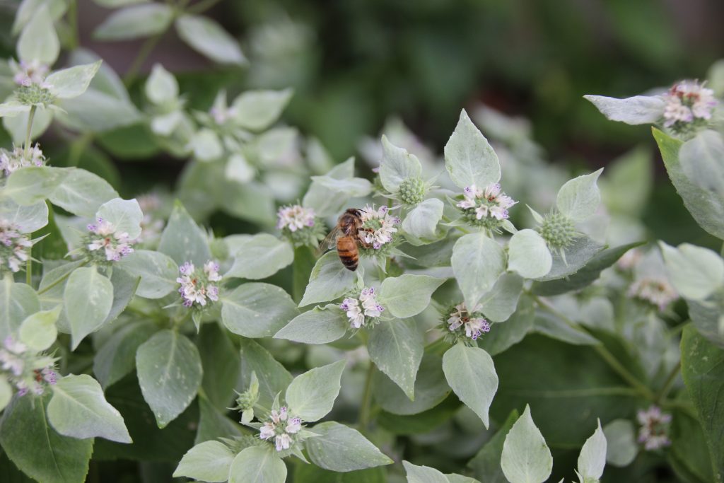 Honey bee on mountain mint